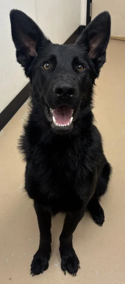 An adult large-sized male German Shepherd Dog dog named Rocco for adoption in Phoenix, AZ