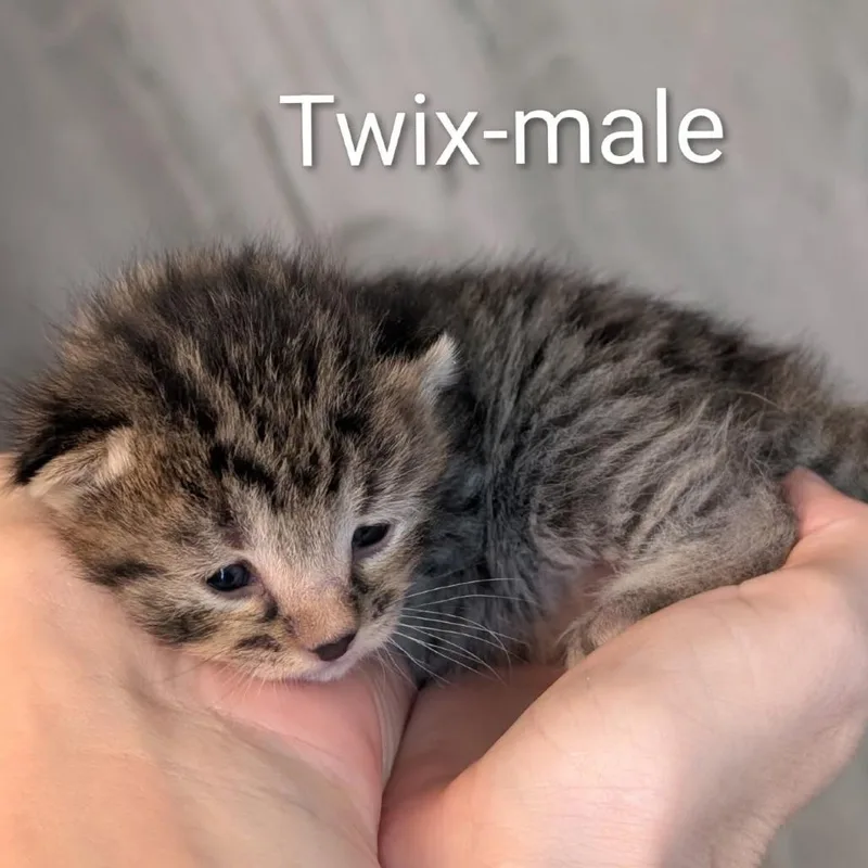 Twix thumbnail 2