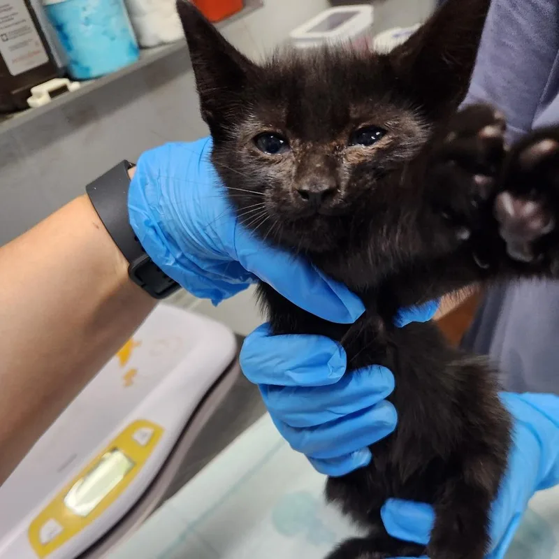 A baby small-sized male Black Domestic Short Hair cat named Ken for adoption in Summerville, SC