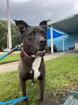 A senior large-sized female Mixed Breed dog named Sasha for adoption in Vero Beach, FL