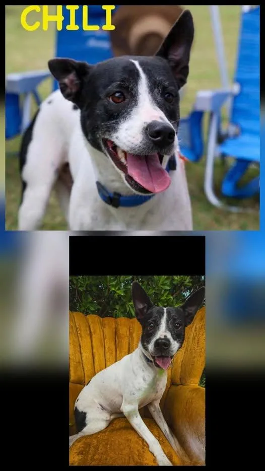 A young medium-sized female Black Terrier dog named Chili for adoption in Boca Raton, FL