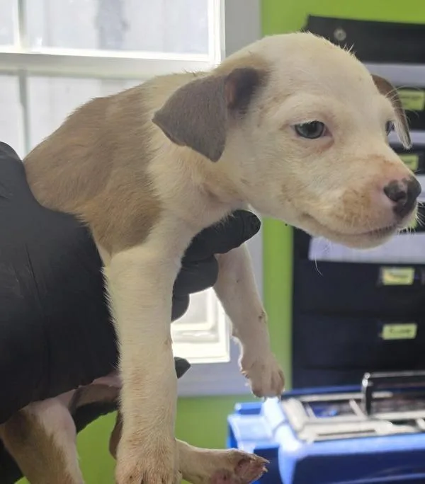 A baby medium-sized male Pit Bull Terrier dog named Vincent for adoption in Cleveland, TN