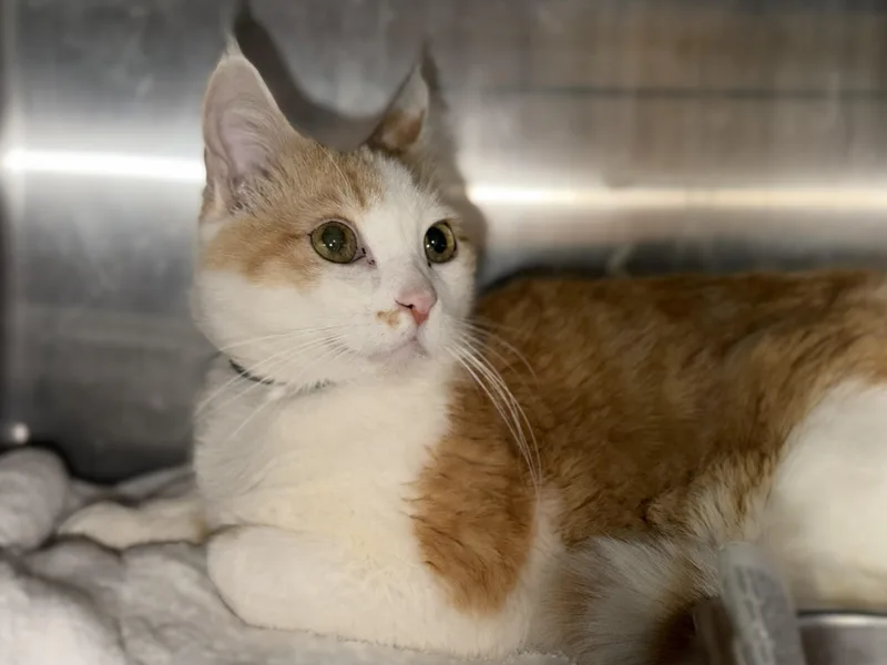 A senior medium-sized male Domestic Medium Hair cat named Joey for adoption in Los Angeles, CA