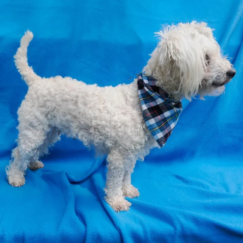An adult small-sized female White / Cream Poodle dog named Cotton for adoption in Point Richmond, CA