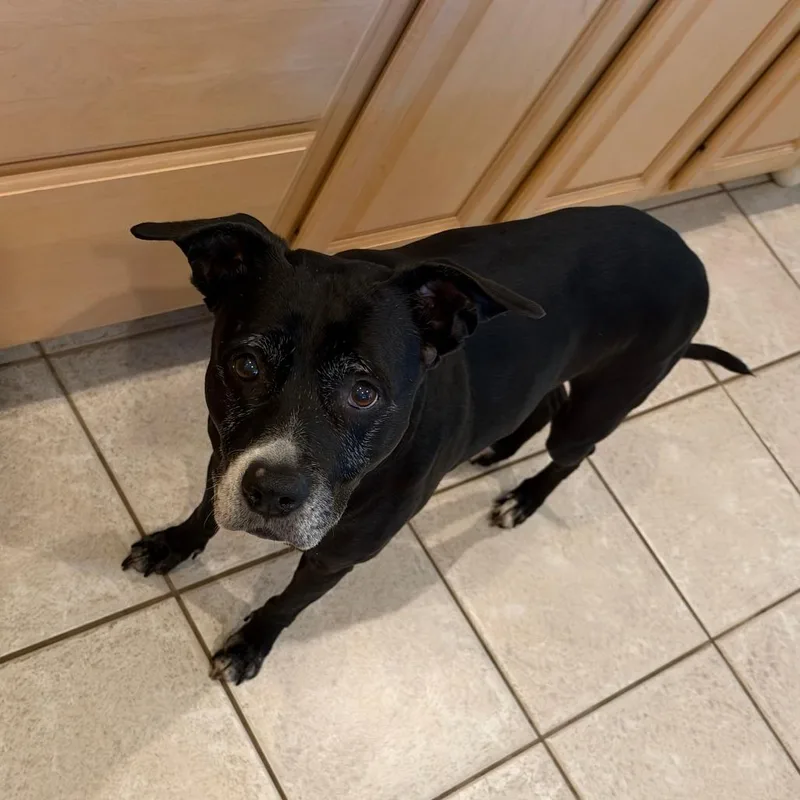 A senior large-sized female Black Boxer dog named Luna for adoption in West Palm Beach, FL