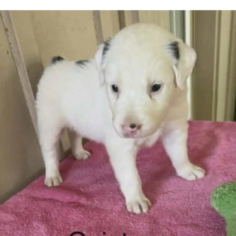 A baby medium-sized male White / Cream Australian Shepherd dog named Brandon for adoption in Alexandria, VA