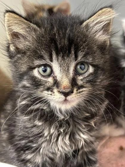 A baby small-sized male Domestic Short Hair cat named Smarty Pants for adoption in Cumming, GA