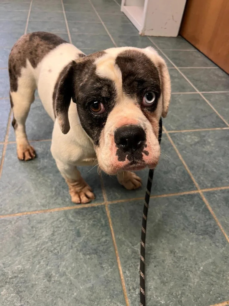 A young medium-sized female English Bulldog dog named Kayla for adoption in Lima, OH