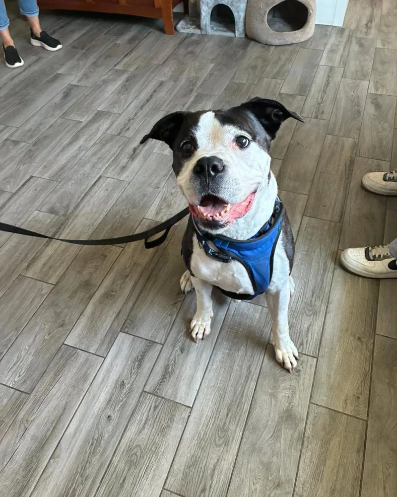 An adult large-sized male American Bulldog dog named Hank for adoption in Rock Hill, NY