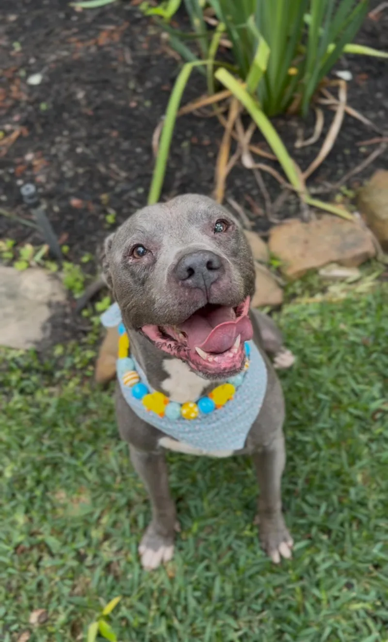 An adult medium-sized male Harlequin Pit Bull Terrier dog named Billy for adoption in Humble, TX