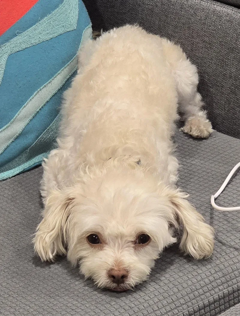 A young small-sized female Maltese dog named Whimsy for adoption in Palo Alto, CA