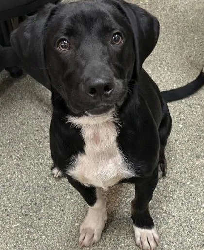 An adult large-sized male Catahoula Leopard Dog dog named Bear for adoption in Kansas City, MO