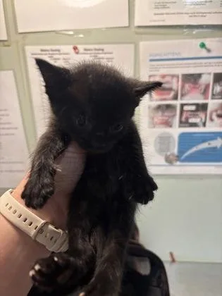 A baby medium-sized female Domestic Short Hair cat named Bianca for adoption in Picayune, MS