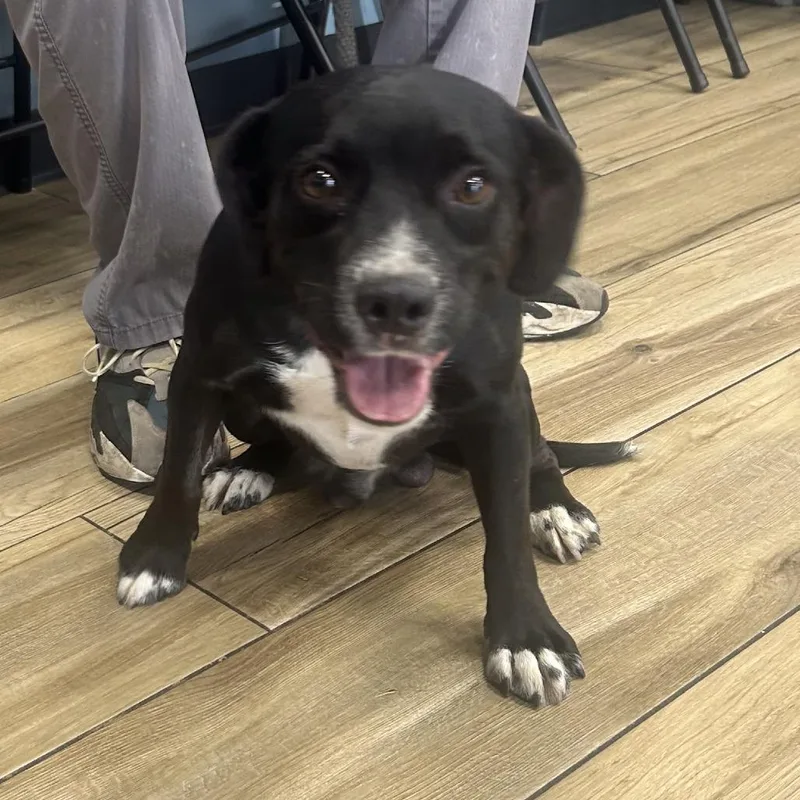 A baby small-sized male Black Mixed Breed dog named AHNJStray for adoption in Newark, NJ