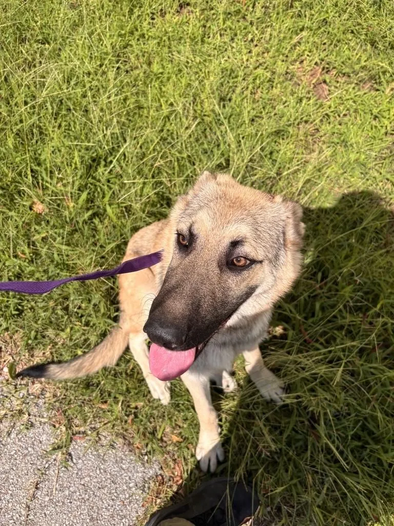 A young medium-sized male Sable Anatolian Shepherd dog named Axle for adoption in Jenks, OK