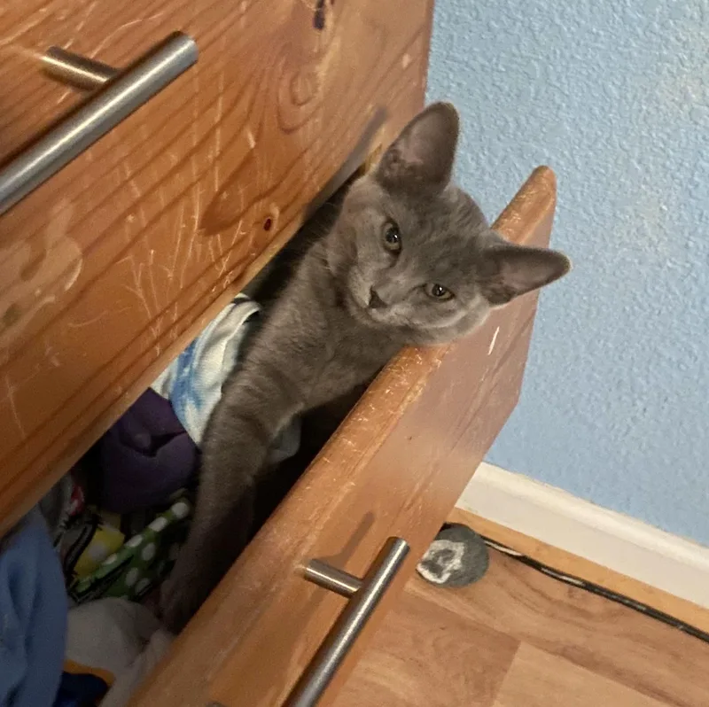 A baby small-sized female Gray / Blue / Silver Domestic Short Hair cat named Lucy for adoption in Lodi, CA