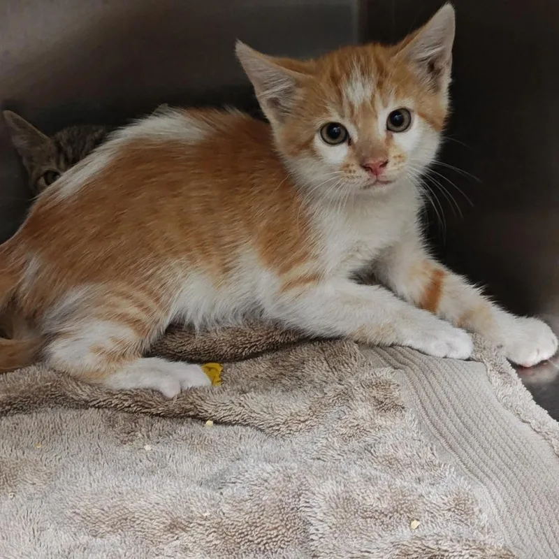 A baby small-sized male Orange / Red Domestic Short Hair cat named Rusty for adoption in Upland, CA