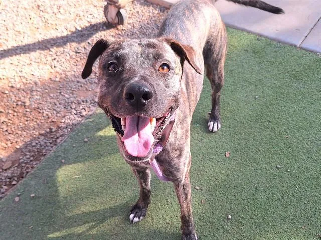 A young large-sized female Labrador Retriever dog named Papaya for adoption in Phoenix, AZ