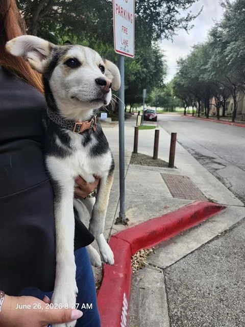 A baby small-sized female Husky dog named Nieves for adoption in San Antonio, TX
