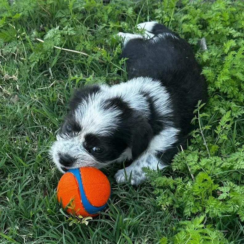 A baby small-sized female Black Shih Tzu dog named Lillie C for adoption in Oklahoma City, OK
