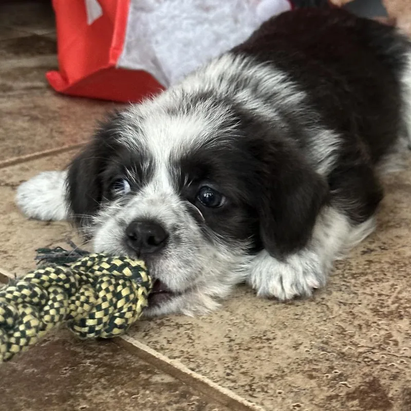 Lillie C thumbnail 2