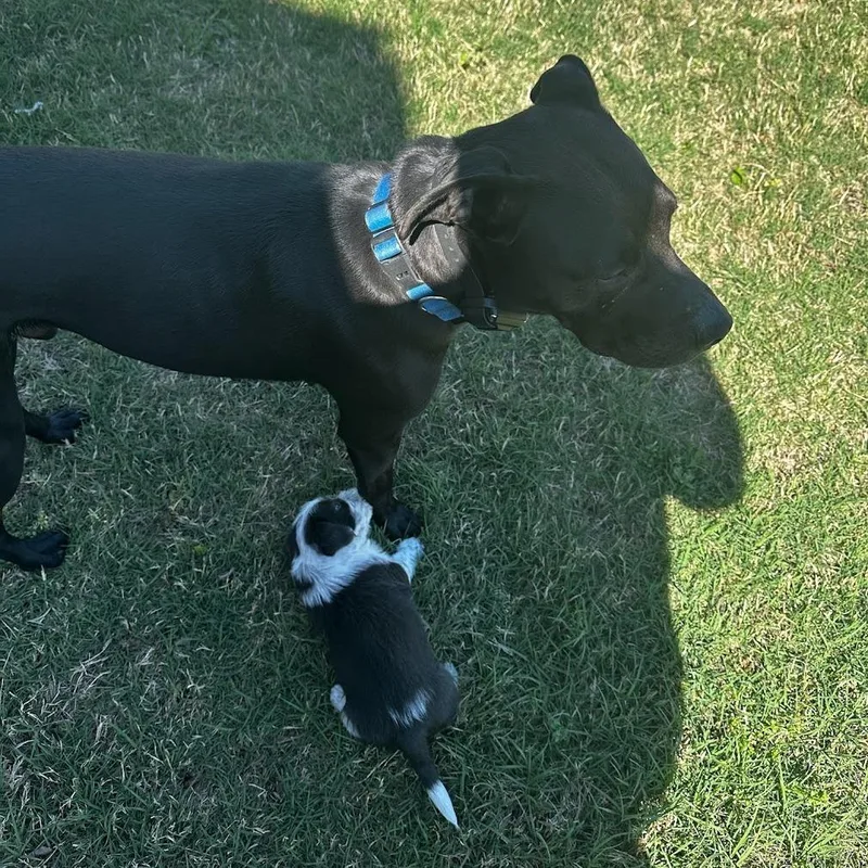 Lillie C thumbnail 4