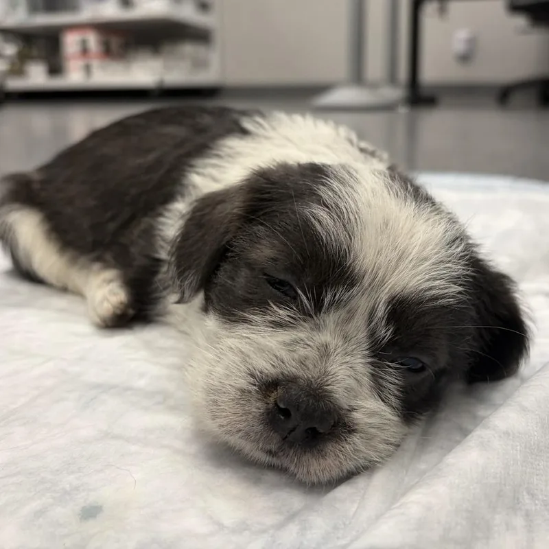 Lillie C thumbnail 5