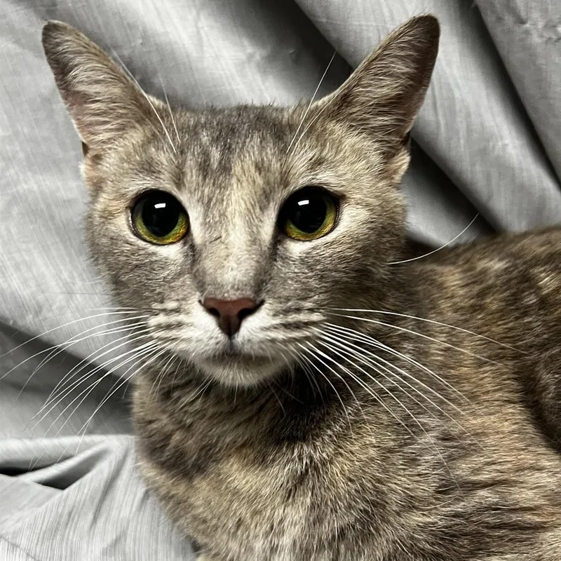 An adult medium-sized female Gray / Blue / Silver Domestic Short Hair cat named Silver for adoption in Raleigh, NC