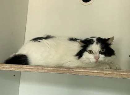 An adult medium-sized female Domestic Medium Hair cat named Maggie May for adoption in Palm Coast, FL