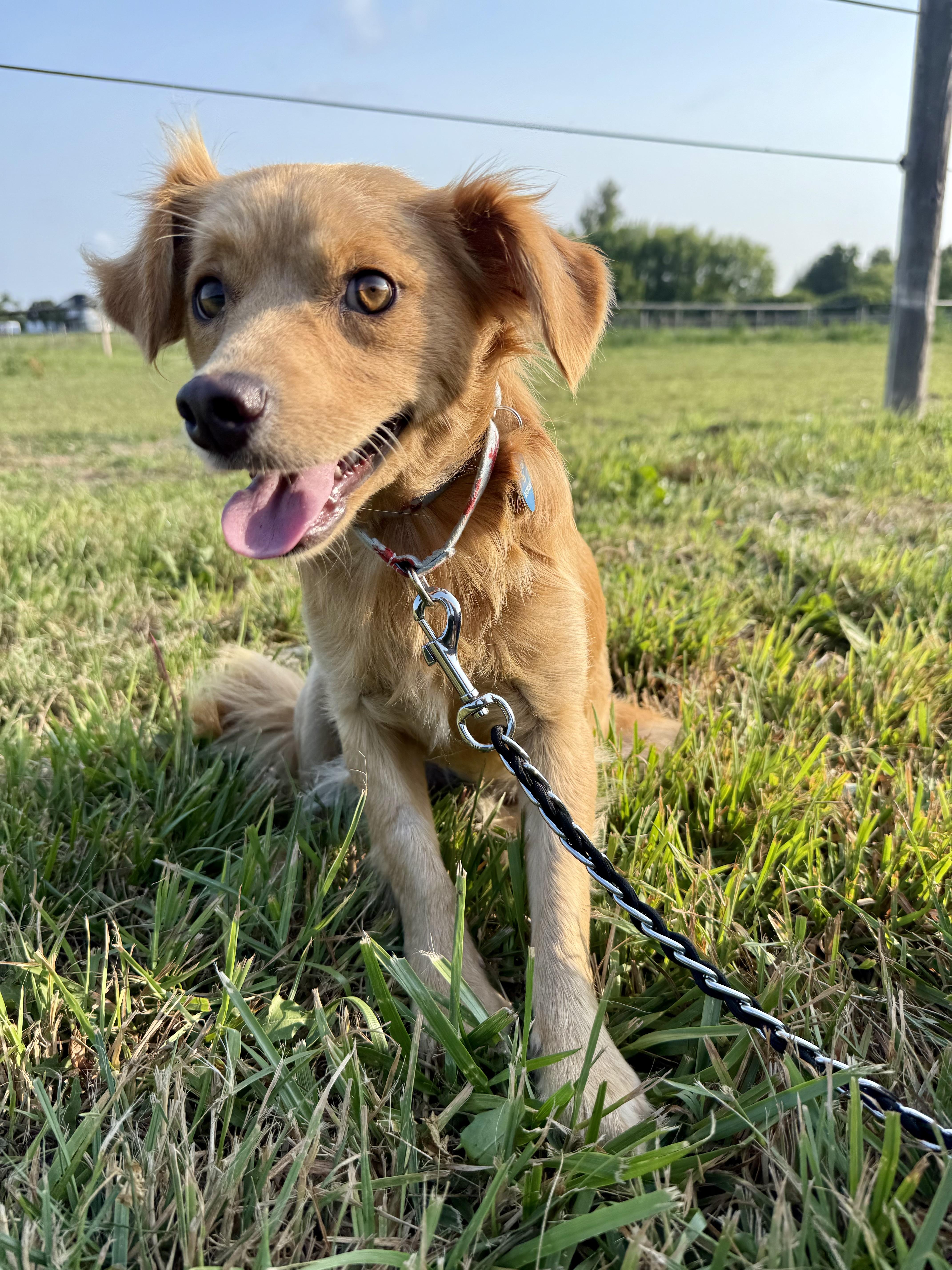 A young small-sized male Terrier dog named Butters for adoption in Waukesha , WI