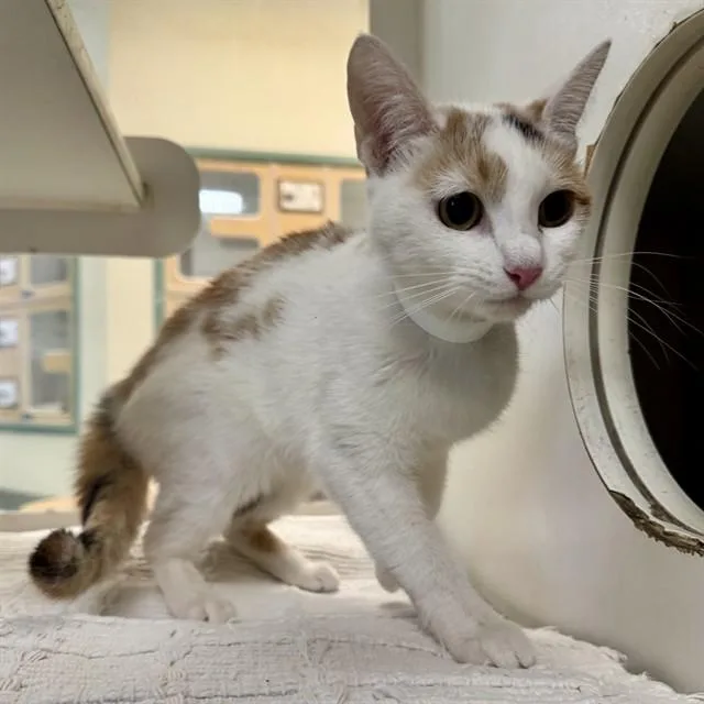 A young small-sized female Domestic Short Hair cat named Halo for adoption in Riverside, CA