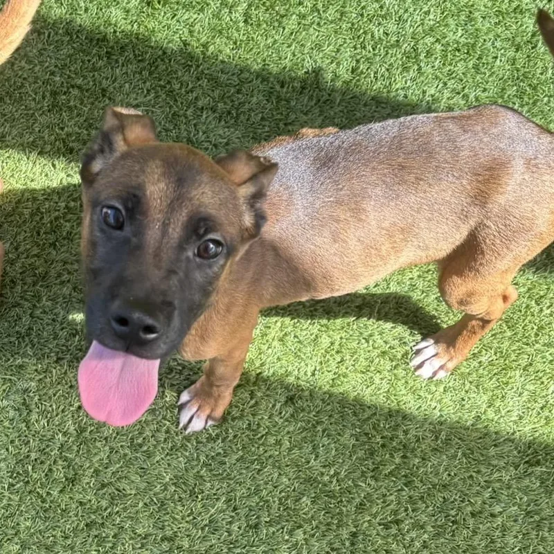 A baby small-sized male Brown / Chocolate Mixed Breed dog named Captain for adoption in LOXAHATCHEE, FL