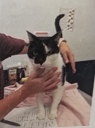 An adult small-sized male Domestic Short Hair cat named Benji for adoption in Daytona Beach, FL