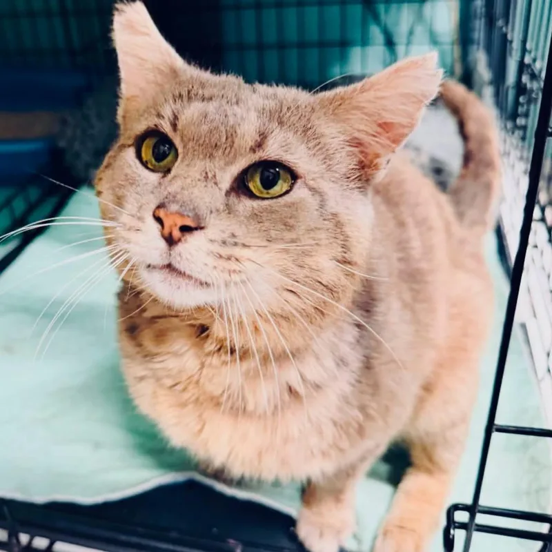 An adult large-sized male Tabby (Gray / Blue / Silver) Domestic Short Hair cat named Jefferson for adoption in DuBois, PA