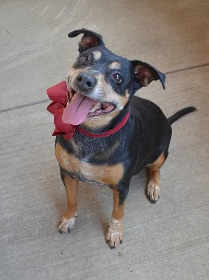 An adult large-sized female Mixed Breed dog named Mocha for adoption in McKinney, TX