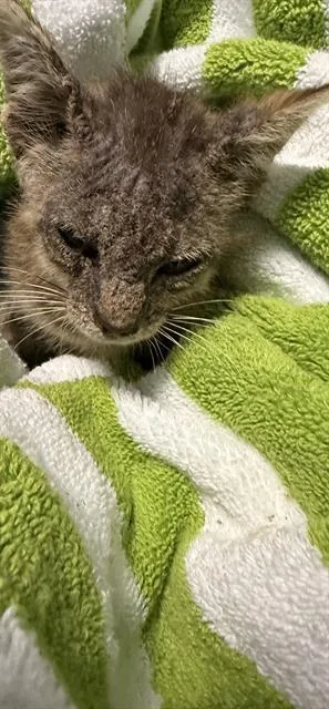 A baby small-sized male Domestic Short Hair cat named Snuffalufigis for adoption in Miami, FL