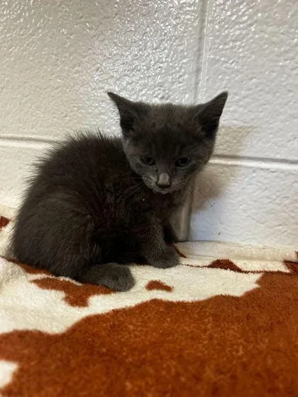An adult small-sized male Domestic Short Hair cat named Umi Zoomie Tinky Winky for adoption in Spruce Pine, NC