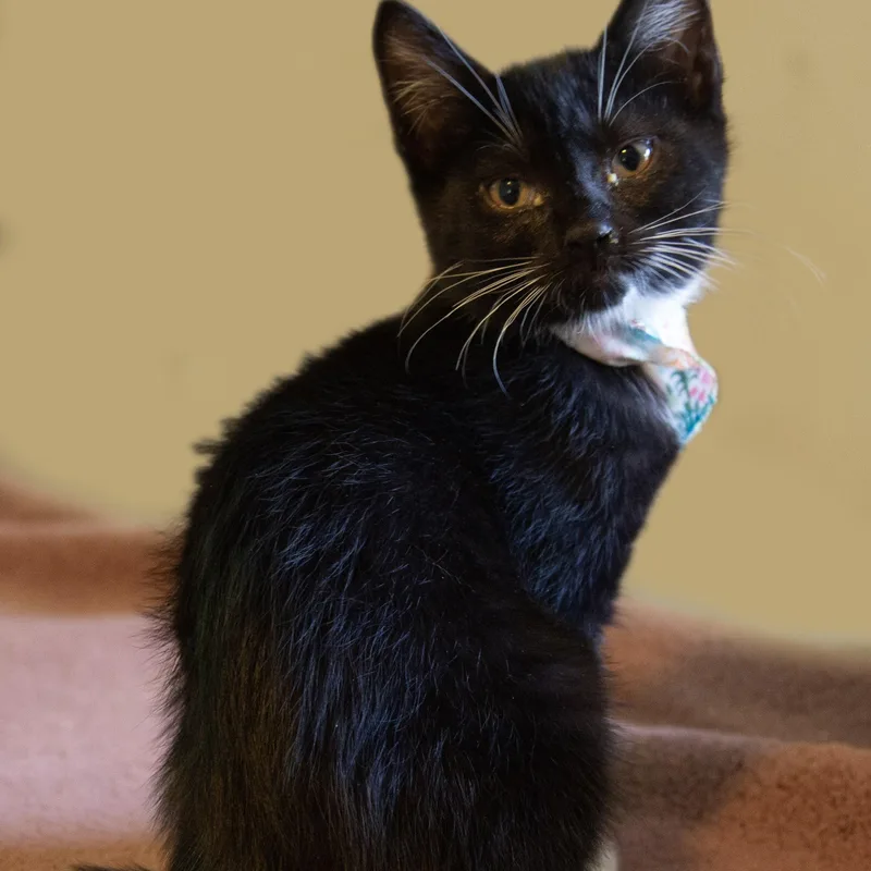 A baby medium-sized male Black & White / Tuxedo Tuxedo cat named Thanatos for adoption in Hyattsville, MD