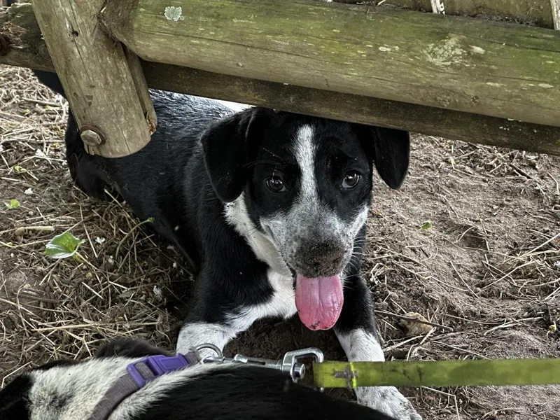 A baby medium-sized male Mixed Breed dog named Salt for adoption in Florence, SC