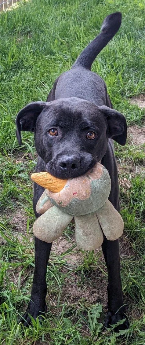 An adult large-sized male Black Labrador Retriever dog named Pluto for adoption in Tiffin, OH