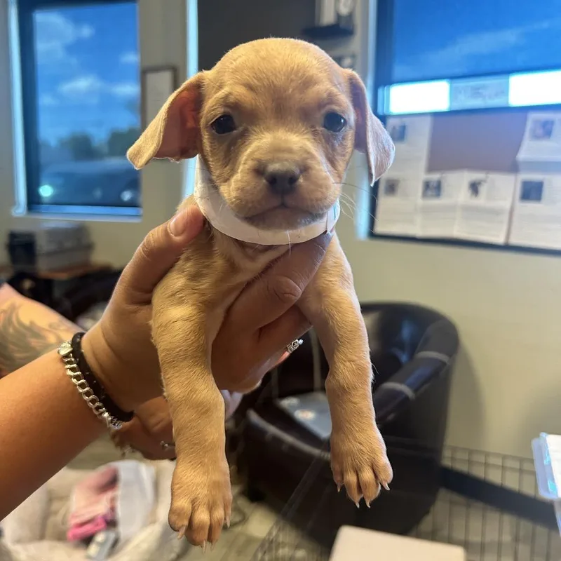 A baby small-sized female Yellow / Tan / Blond / Fawn Shih Tzu dog named Tanner for adoption in Las Vegas, NV