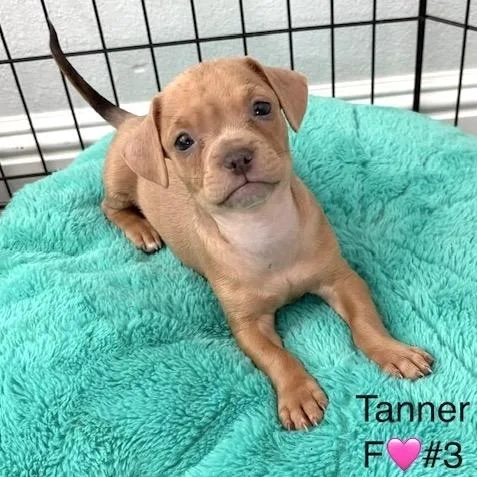 Tanner thumbnail 2