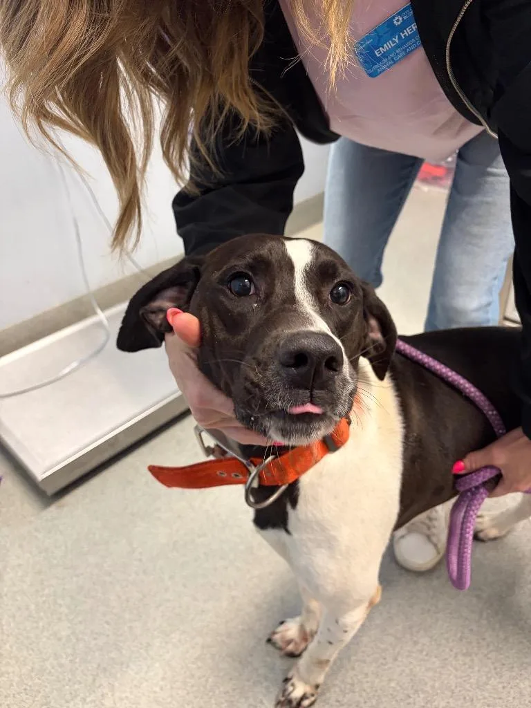 A young medium-sized female Hound dog named Phoebe Peebles for adoption in Bloomington, IN