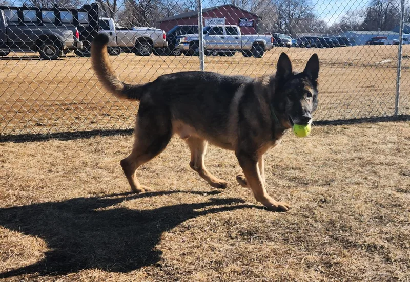 A senior large-sized male Bicolor German Shepherd Dog dog named Paboo for adoption in Brookings, SD
