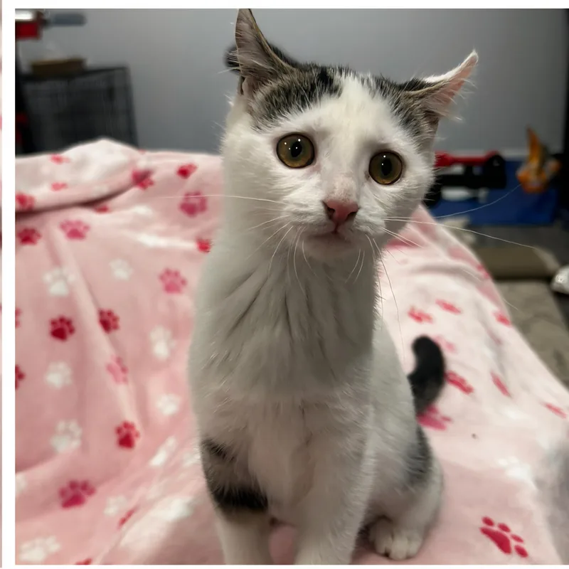 A baby medium-sized female White Domestic Short Hair cat named Dolce for adoption in Washington, PA