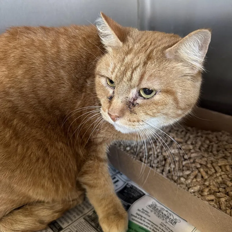 An adult large-sized male Orange / Red Domestic Short Hair cat named Phelix for adoption in Oak Hill, WV