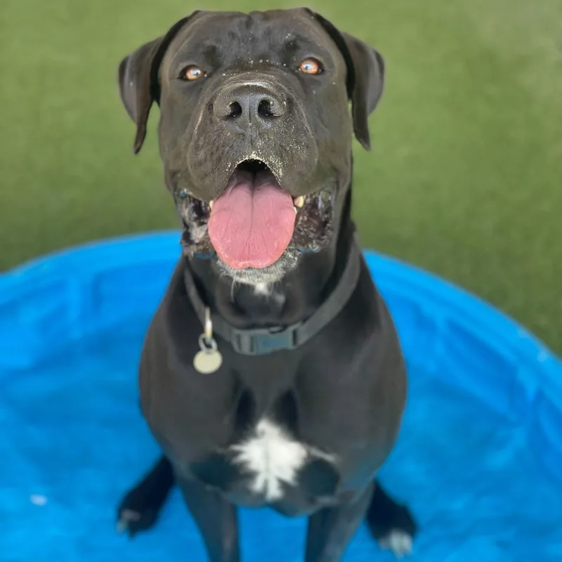 Frankie