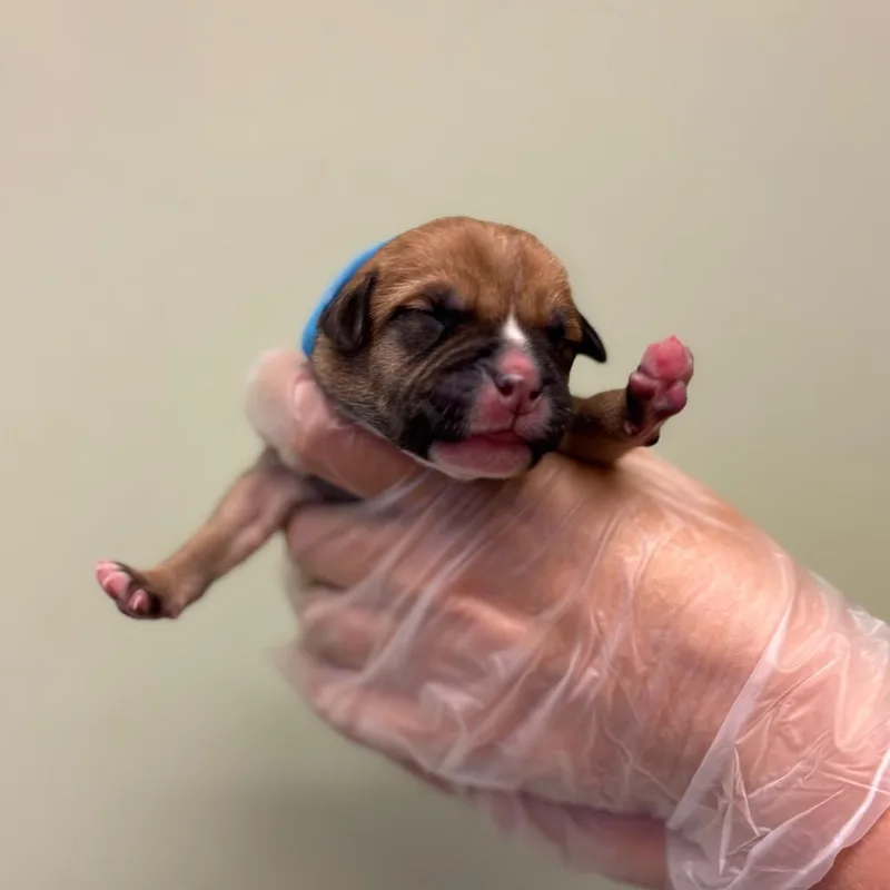 A baby medium-sized male Red / Chestnut / Orange Boxer dog named Pigeon for adoption in Springboro, OH