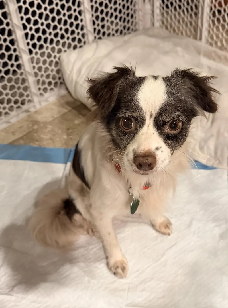 A young small-sized female Chihuahua dog named Esther for adoption in Cumming, GA