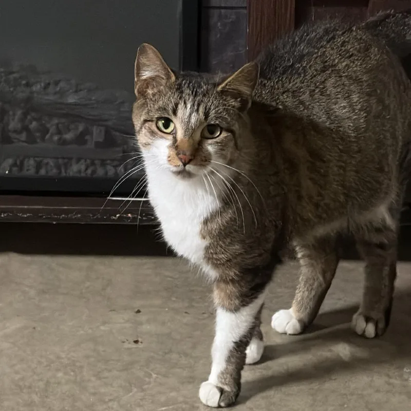 An adult small-sized female Gray / Blue / Silver Domestic Short Hair cat named Mesh  Home To for adoption in South Elgin, IL